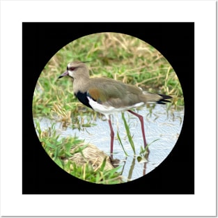 bird in the water in Venezuela Posters and Art